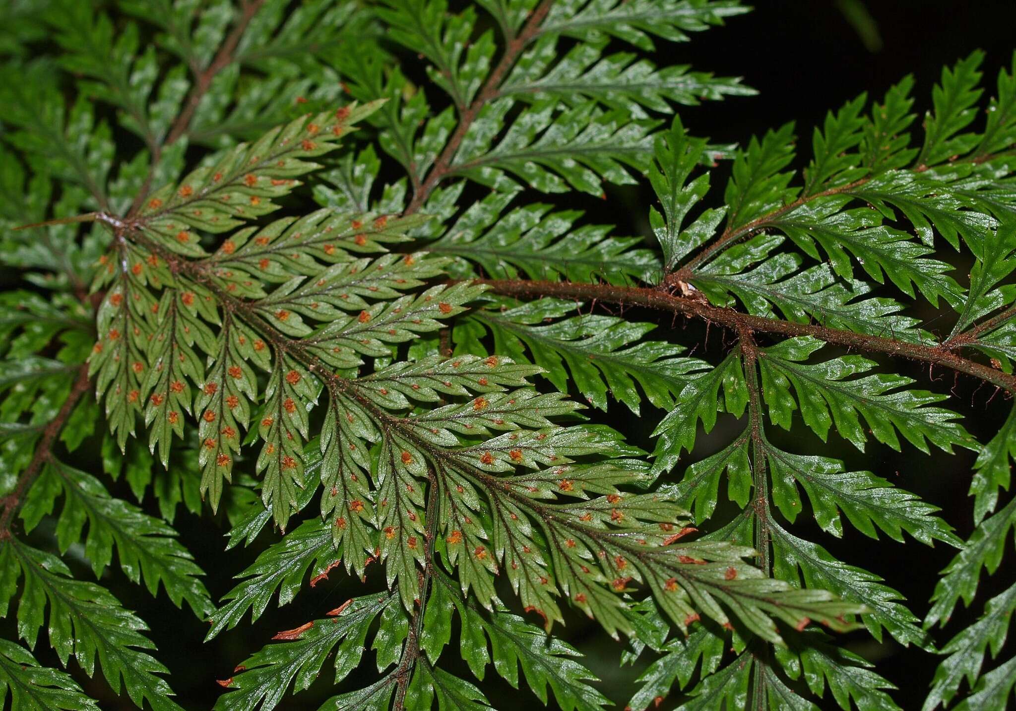 Image of Lastreopsis hispida (Sw.) Tindale