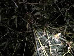 Image of Farmland green flying frog