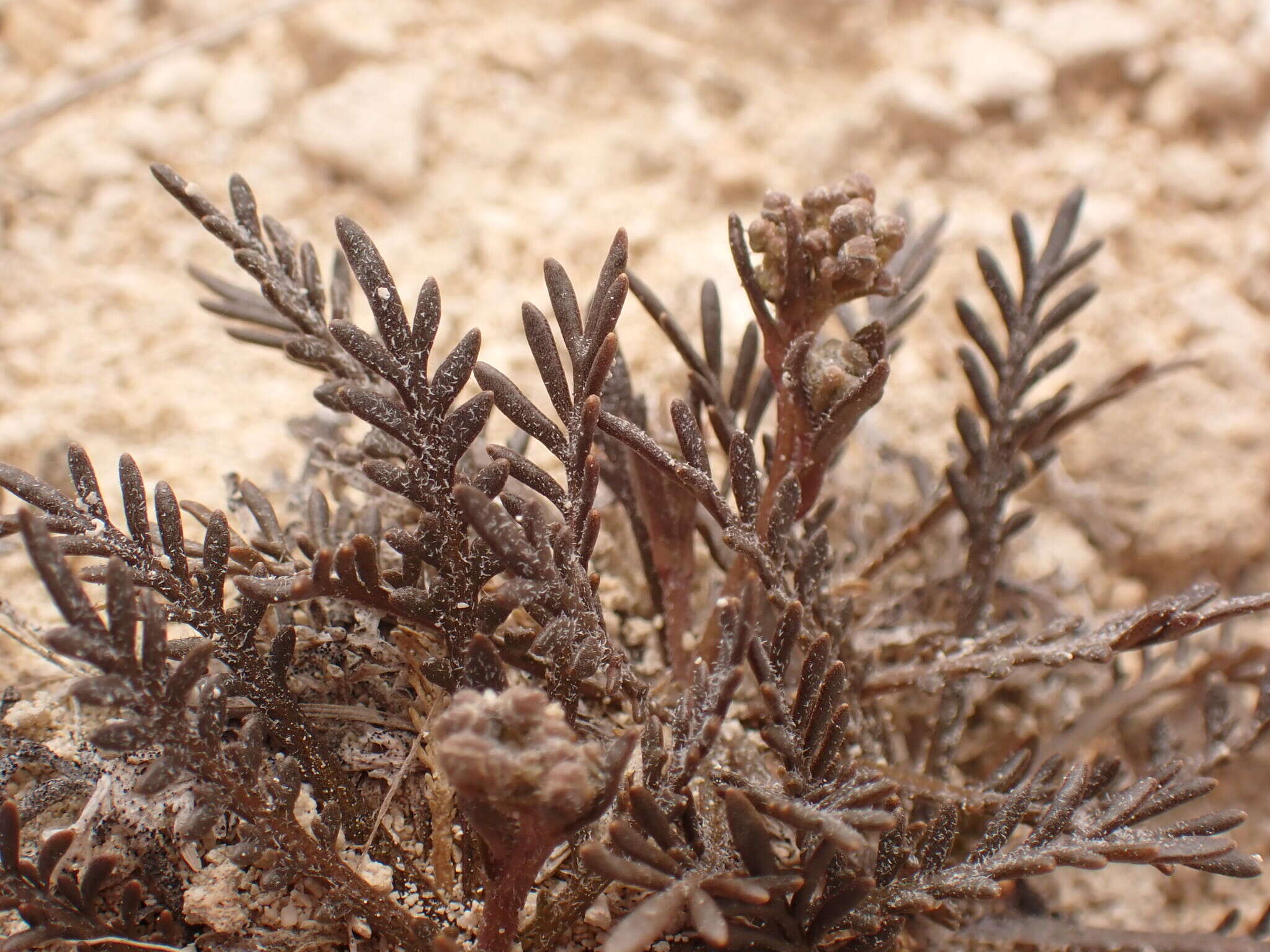 صورة Lepidium sisymbrioides Hook. fil.