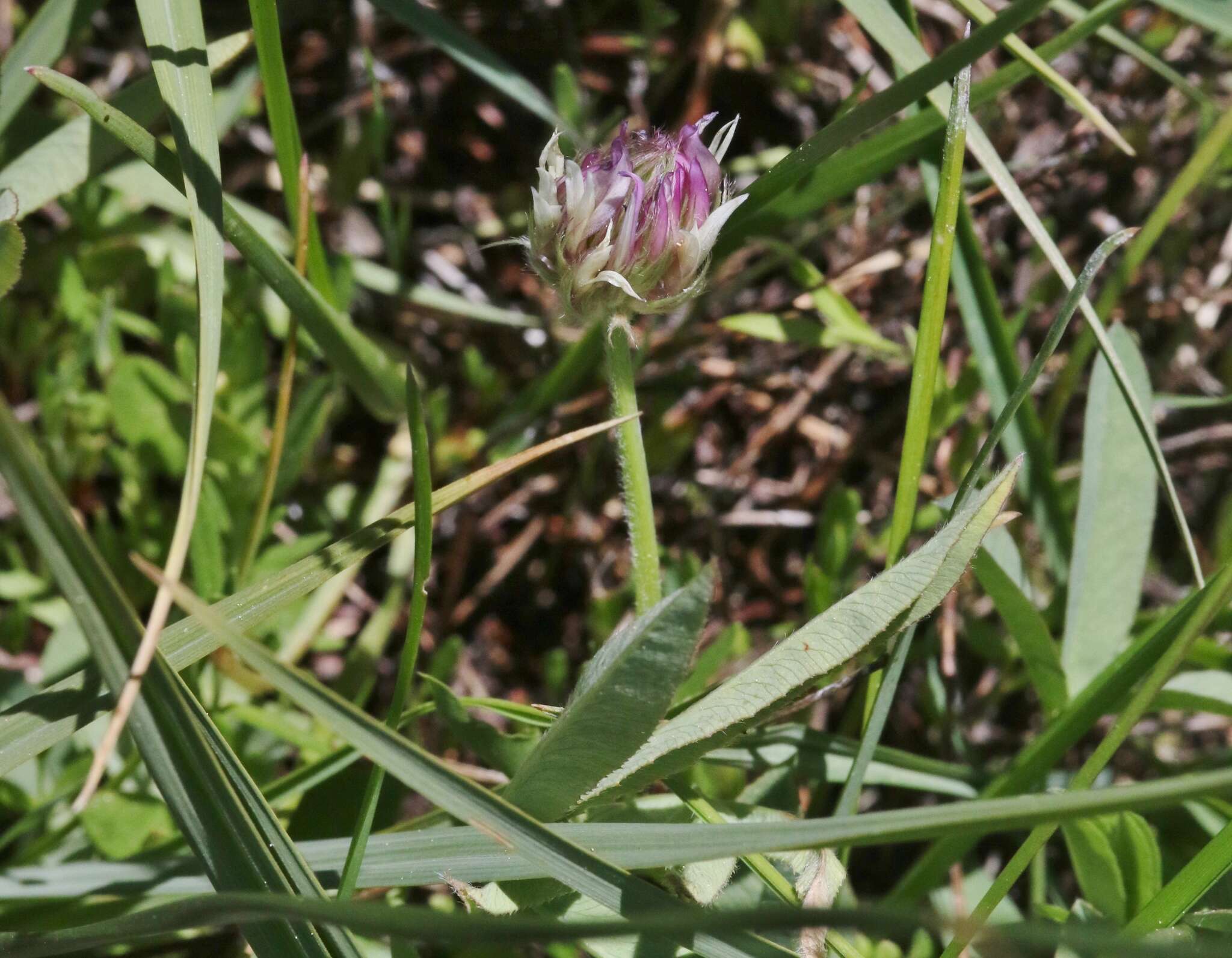 Image of longstalk clover