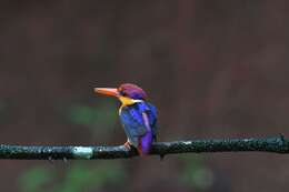 Image of Black-backed Kingfisher