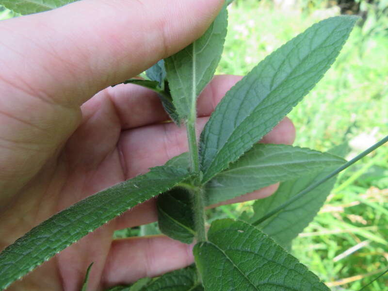 Слика од Stachys pilosa var. arenicola (Britton) G. A. Mulligan & D. B. Munro