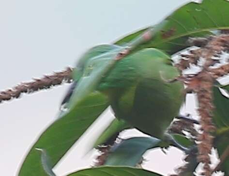 Image of Green Shrike-Vireo