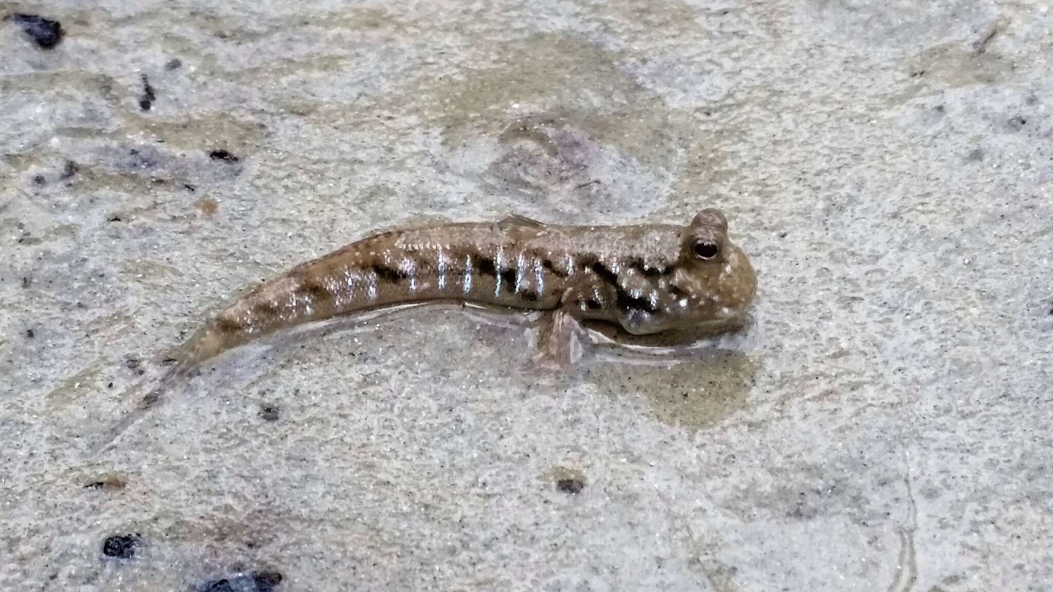 Image of Slender mudskipper