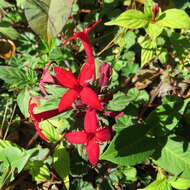 Image of Crusea coccinea DC.