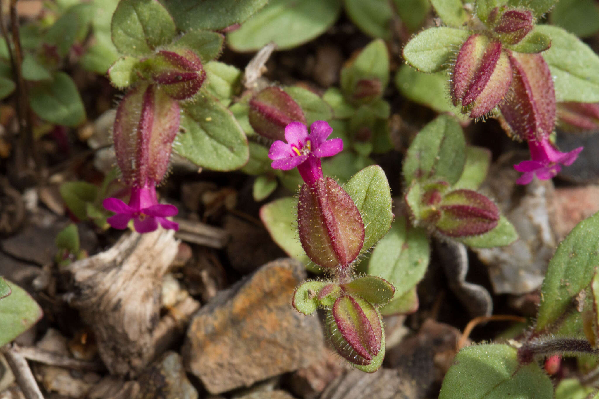 Image of Rattan's monkeyflower