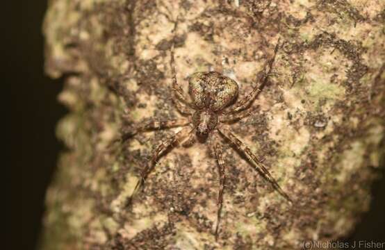 Слика од Tamopsis brachycauda Baehr & Baehr 1987