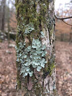 Image of parmotrema lichen