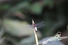 Hadrothemis coacta (Karsch 1891) resmi