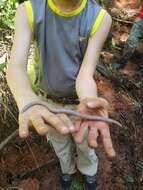 Image of Blind Worm Lizard