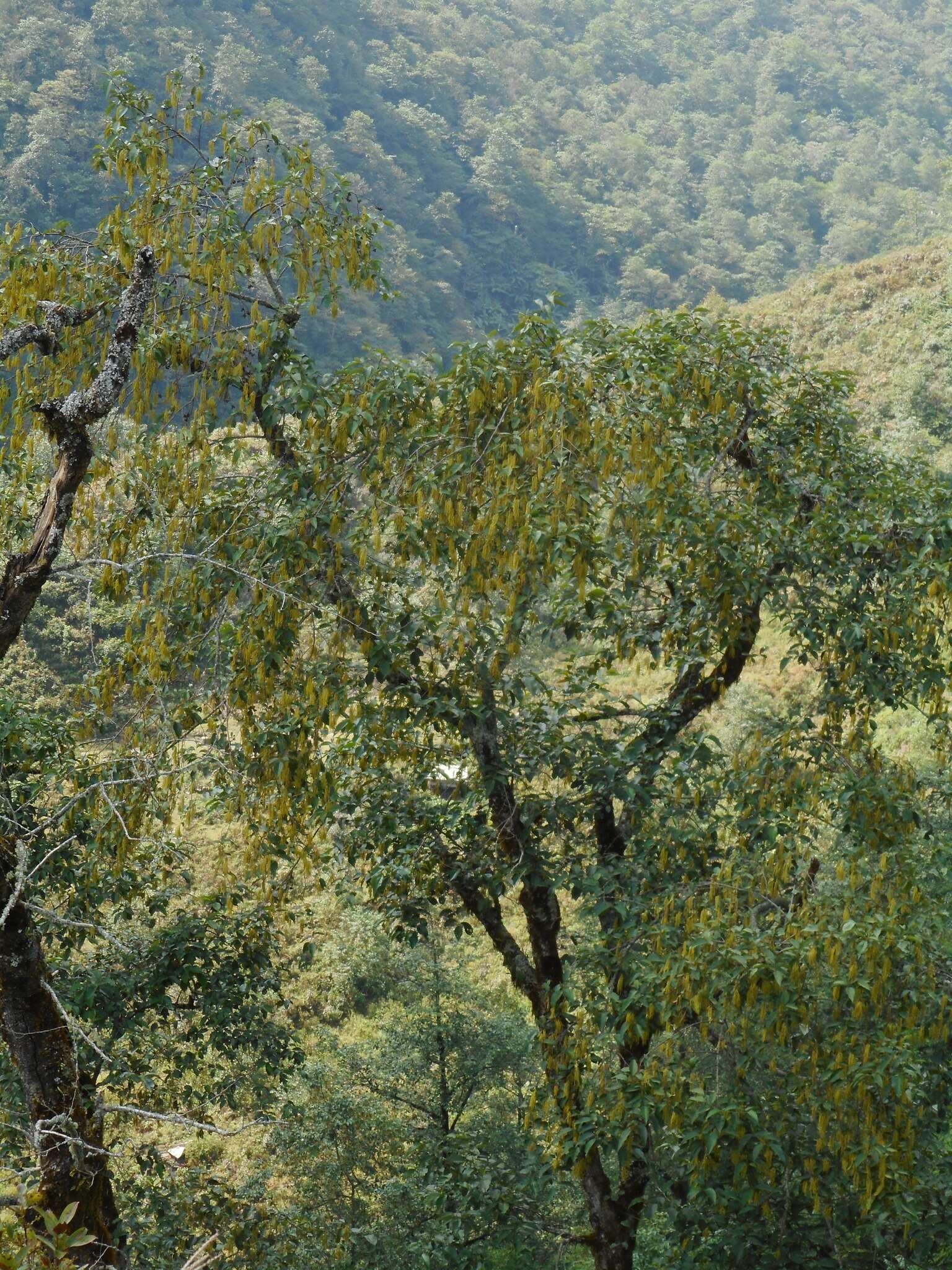 Plancia ëd Alnus nepalensis D. Don