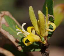 Image of <i>Persoonia confertiflora</i>