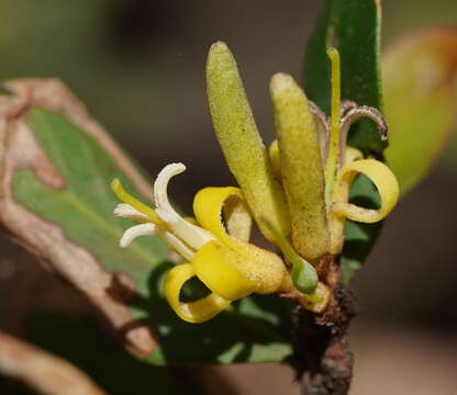 Слика од <i>Persoonia confertiflora</i>