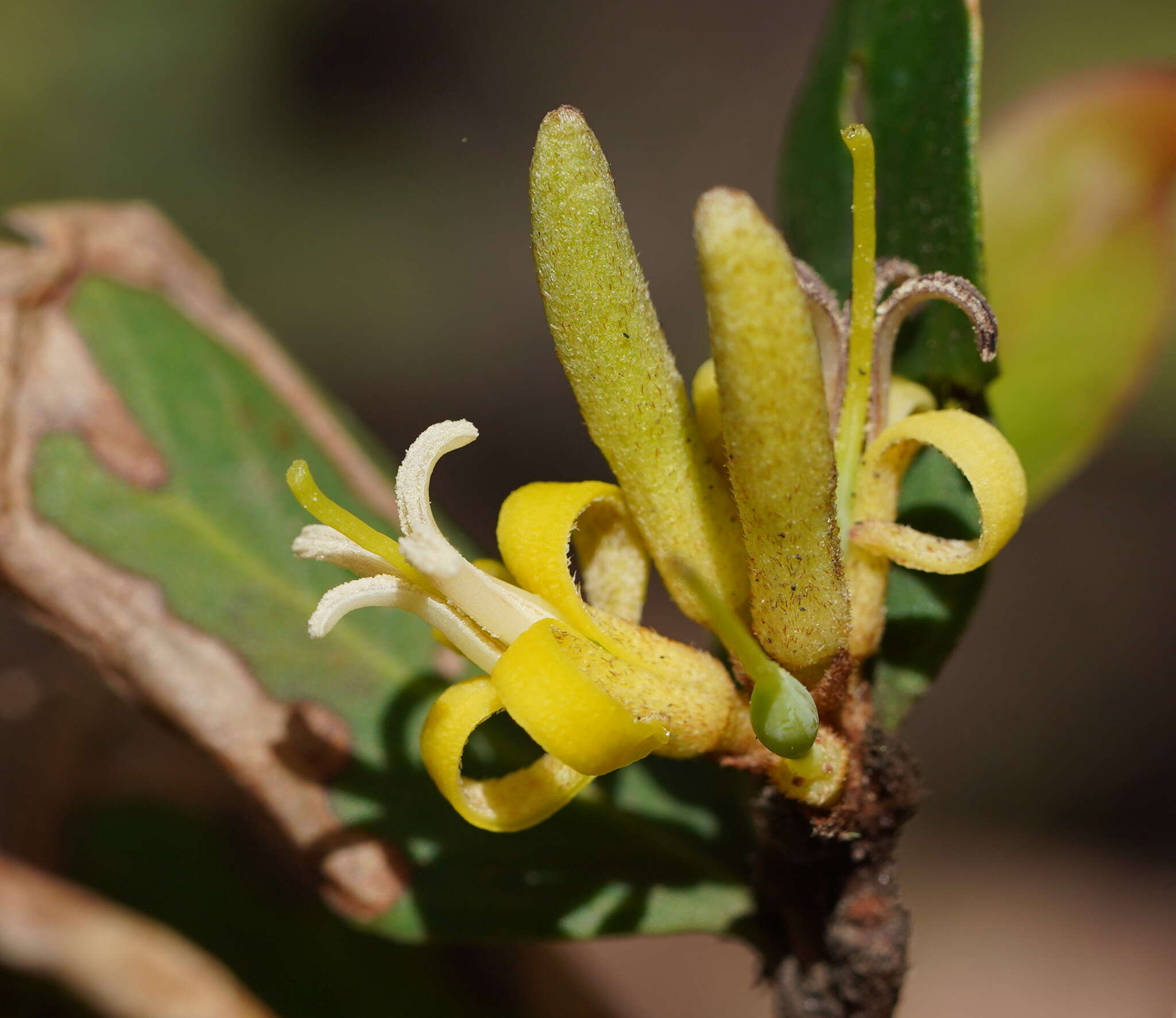 Imagem de <i>Persoonia confertiflora</i>