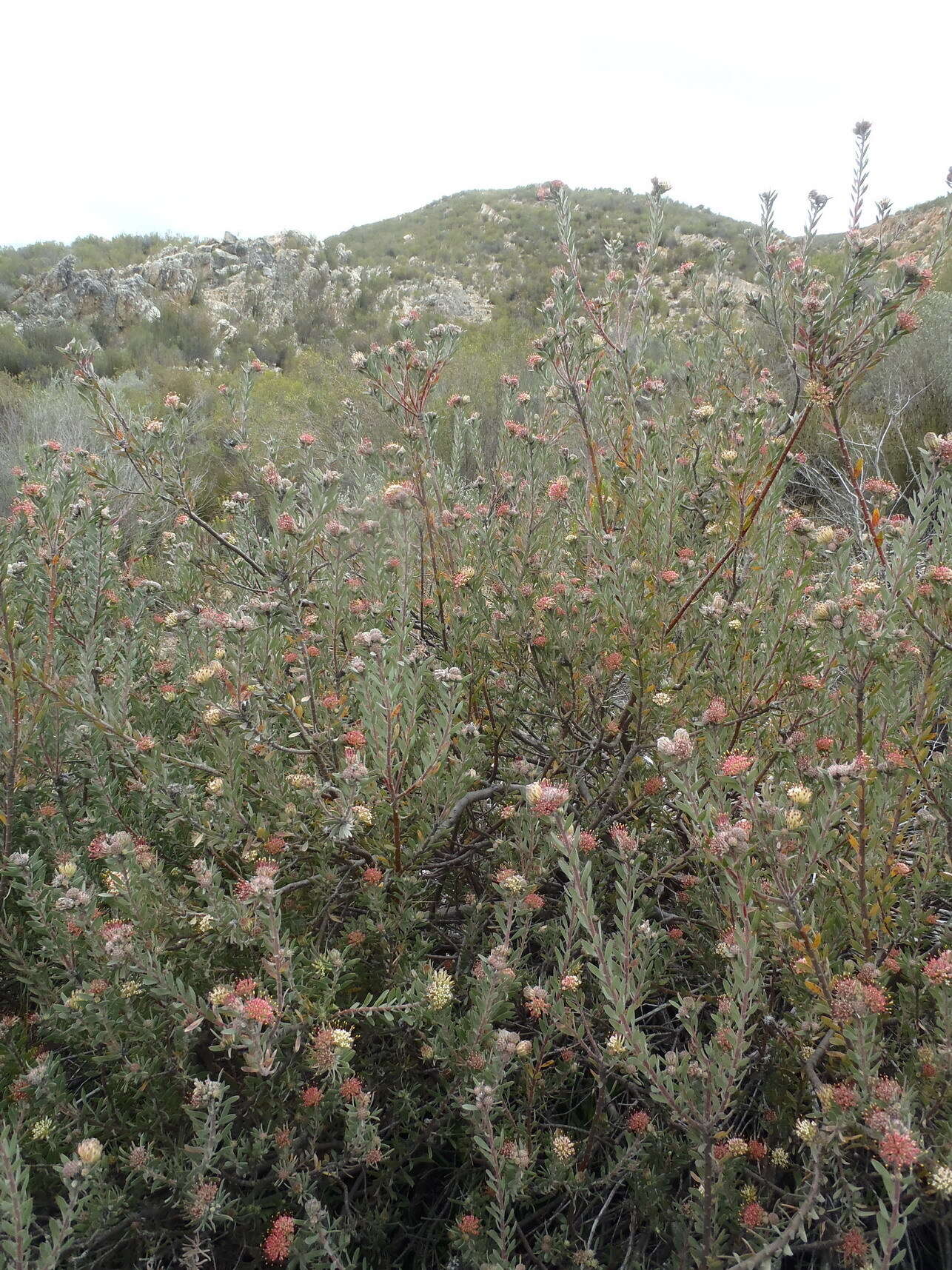 Plancia ëd Leucospermum wittebergense Compton