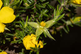 Image of Hibbertia paeninsularis J. M. Black