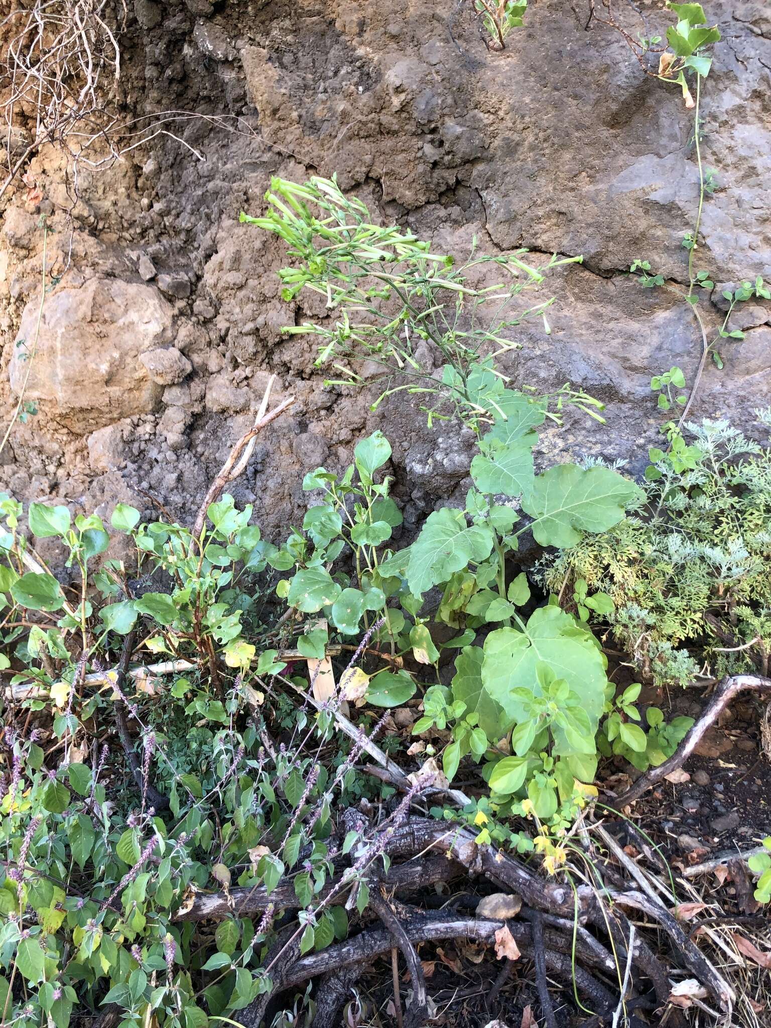 Nicotiana paniculata L. resmi