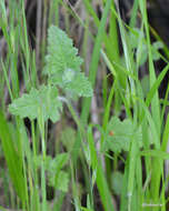 Image of stinging phacelia