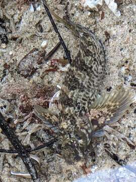 Слика од Hypsoblennius gilberti (Jordan 1882)