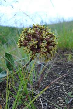 Image of Asclepias macropus (Schltr.) Schltr.