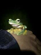 Image of Abah River Flying Frog