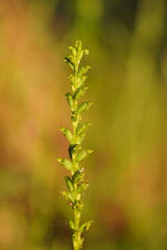 Image of Sweet onion orchid