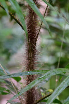 Image of Hairy Mary