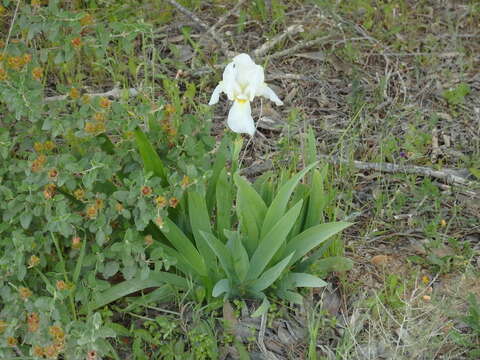 Plancia ëd Iris albicans Lange