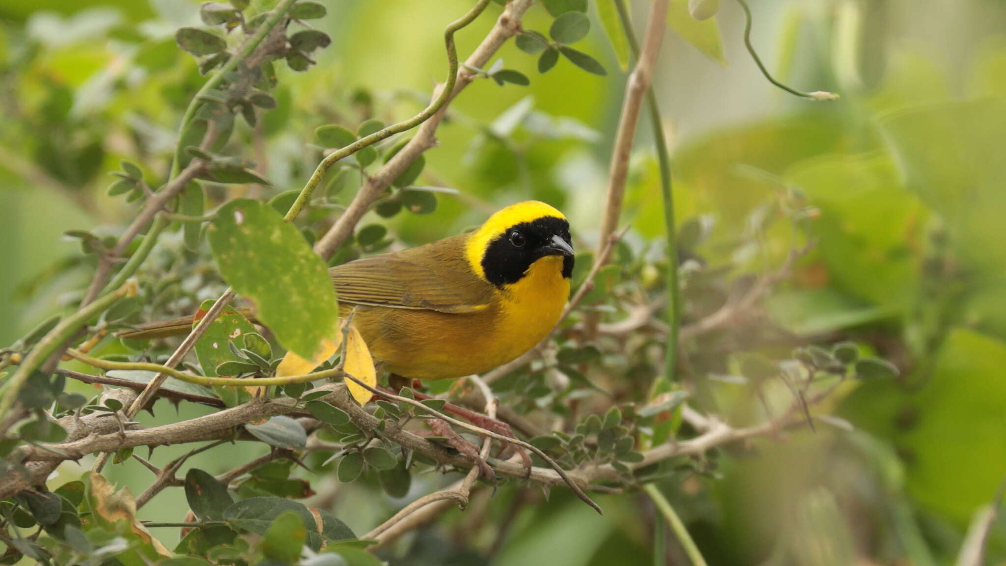 Image de Paruline à couronne jaune