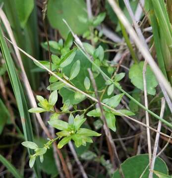 Cuphea strigulosa Kunth的圖片