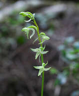 Слика од Platanthera florentii Franch. & Sav.