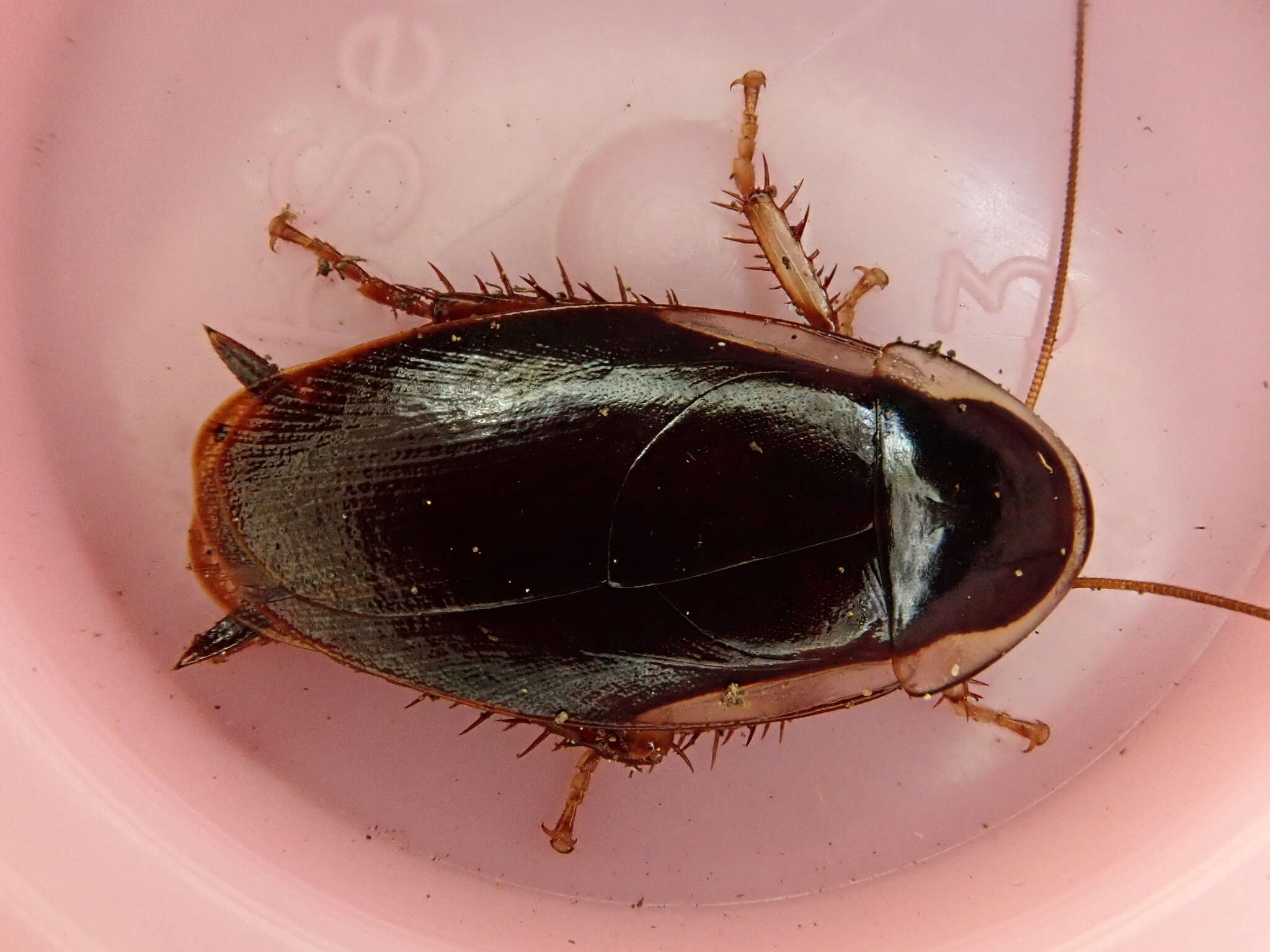 Image of Methana caneae Pope 1953