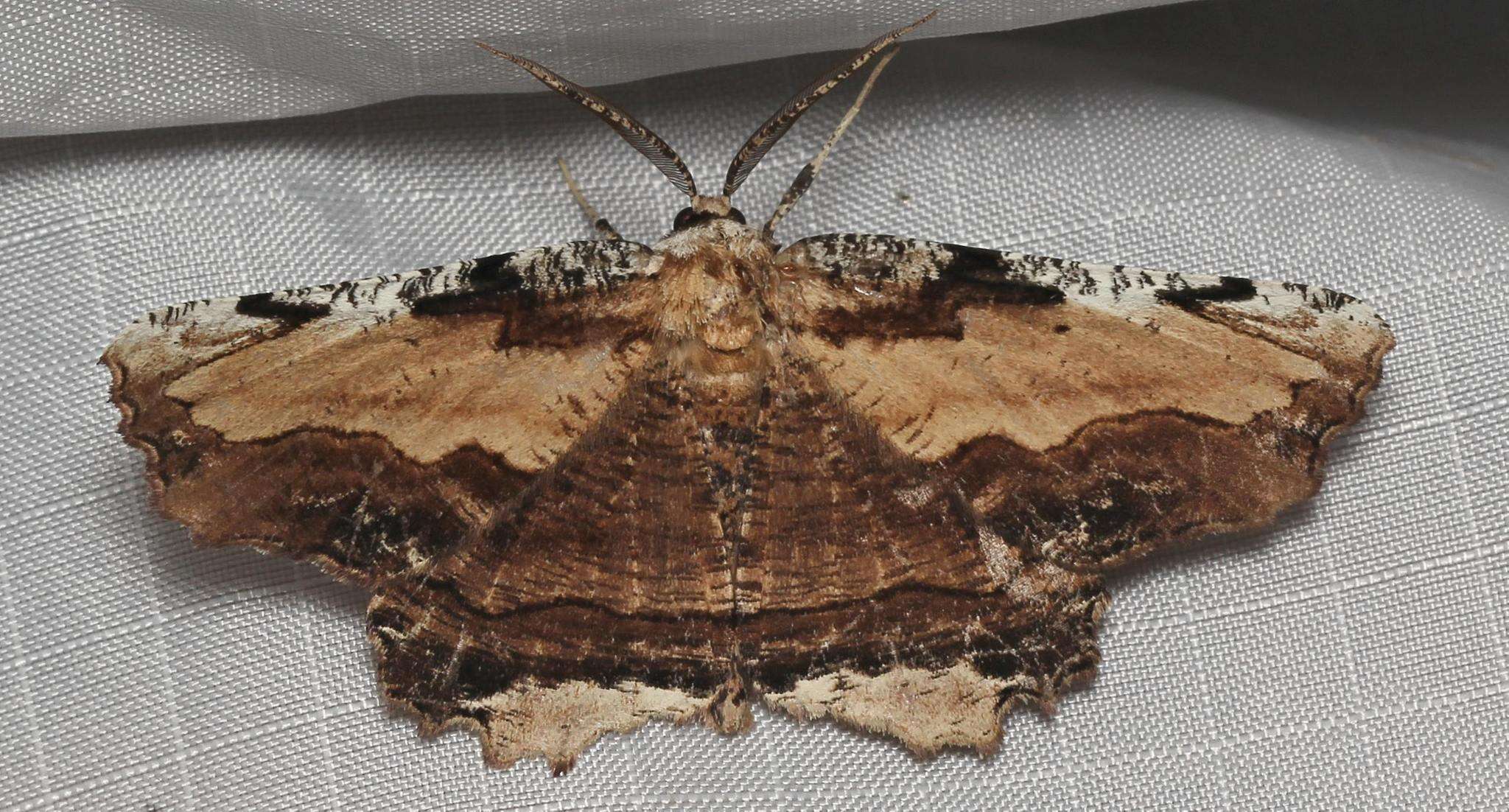 Image of Lytrosis sinuosa Rindge 1971