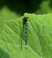 Image of Variable Bluet