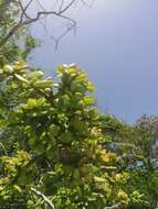 Image of Pereskiopsis rotundifolia (DC.) Britton & Rose