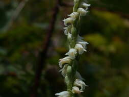 Spiranthes casei var. casei resmi