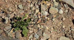 Eriogonum nudum var. nudum resmi