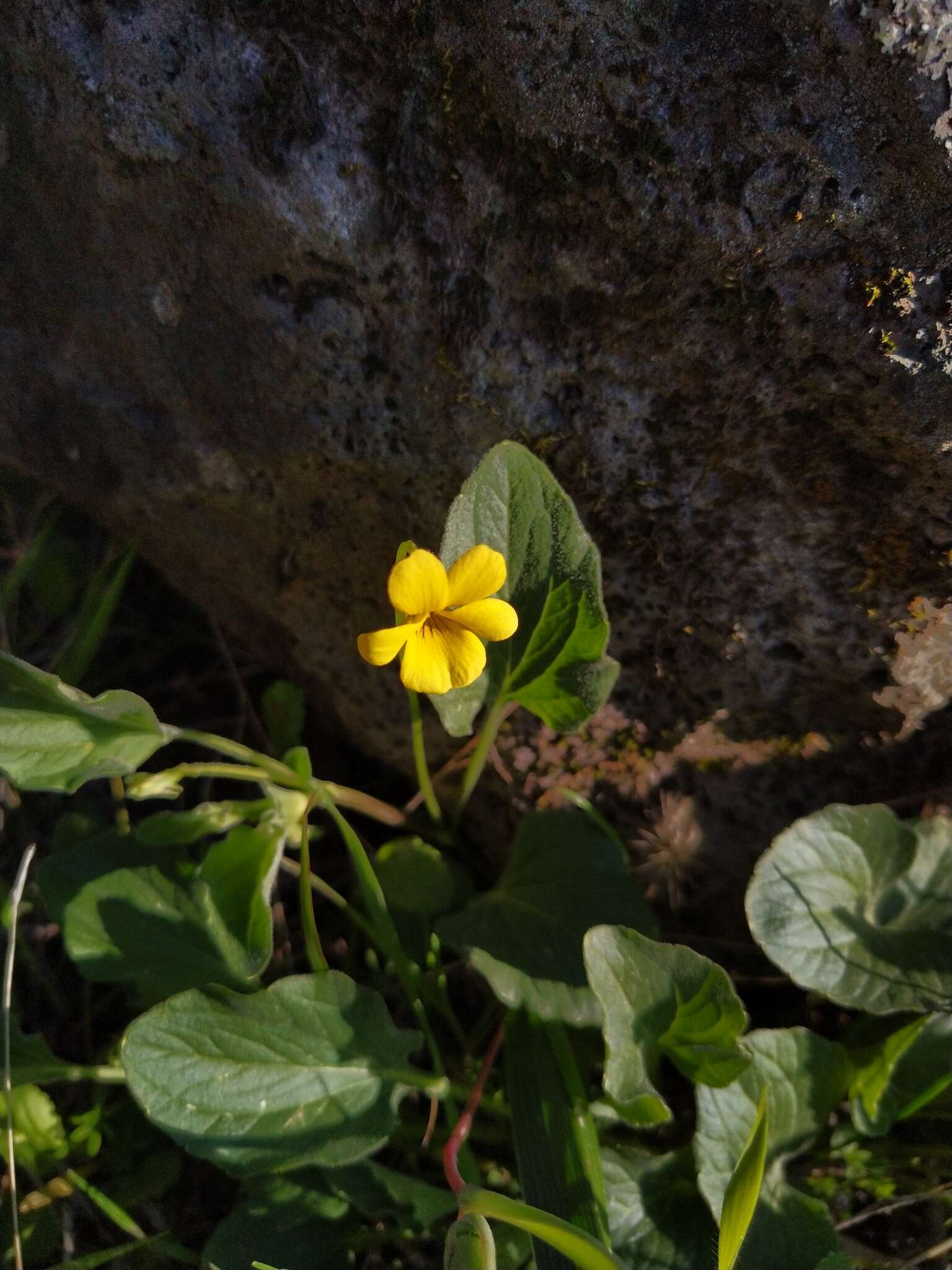 Image of goosefoot violet