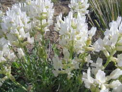 Image of white locoweed