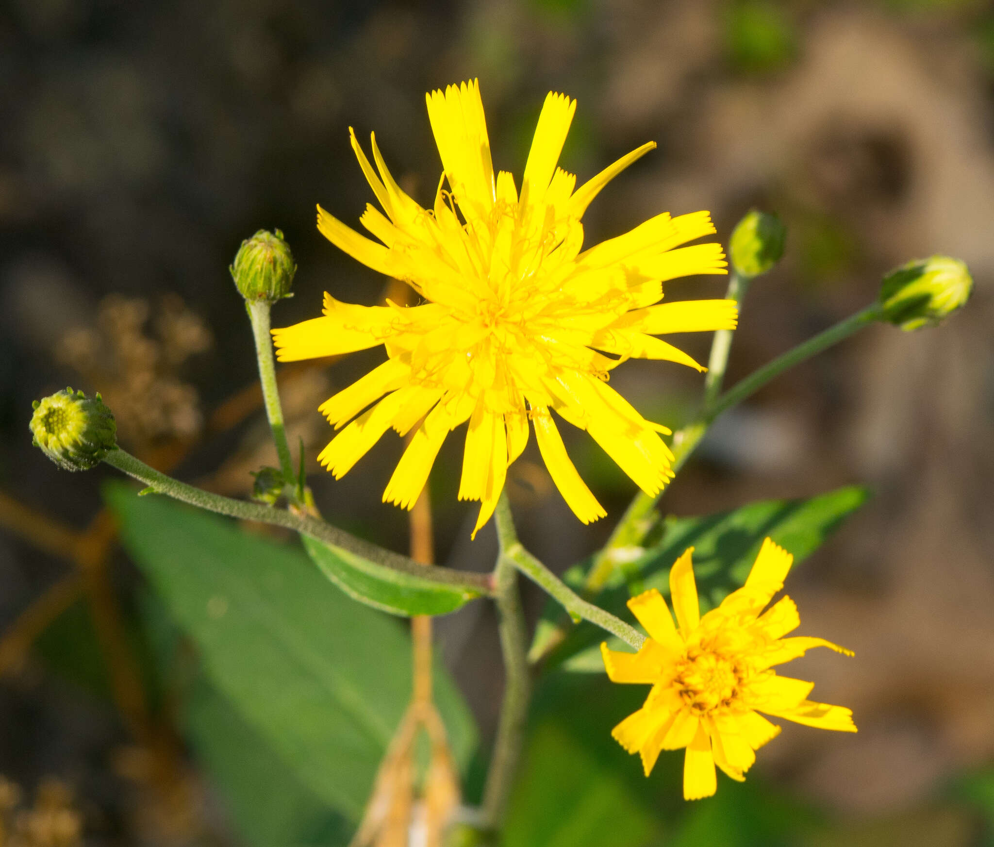 Image of hawkweed