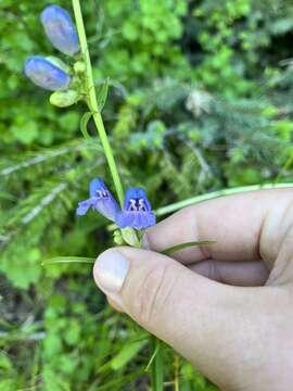 Image of smooth penstemon