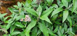 Image de Aster albescens (DC.) Wall. ex Hand.-Mazz.