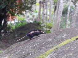 Image of Big-eared Opossum