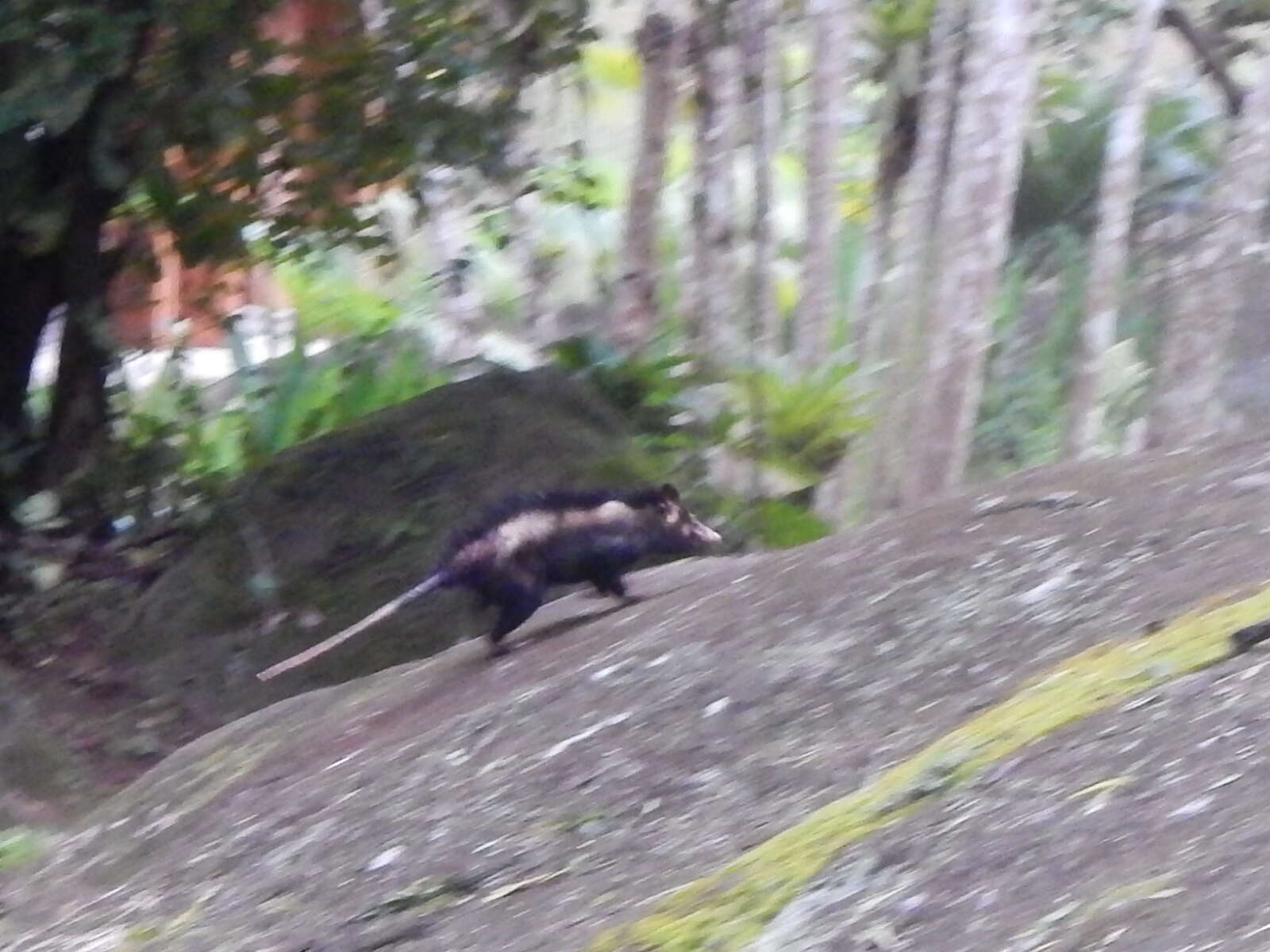 Image of Big-eared Opossum