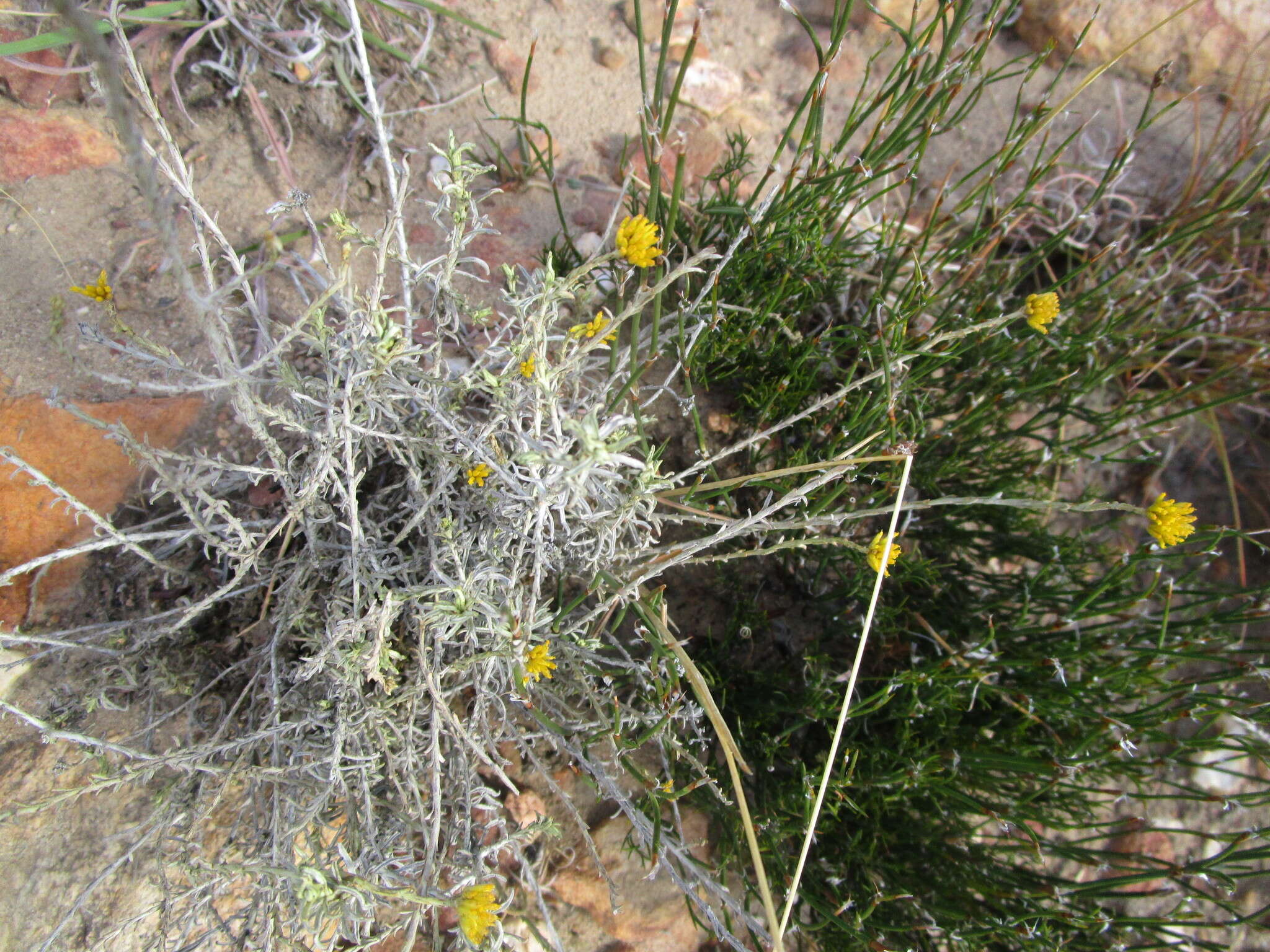 Image of Helichrysum rutilans (L.) D. Don