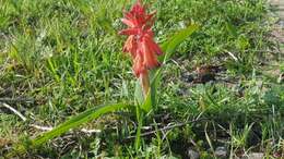 Image of Red Viooltjie