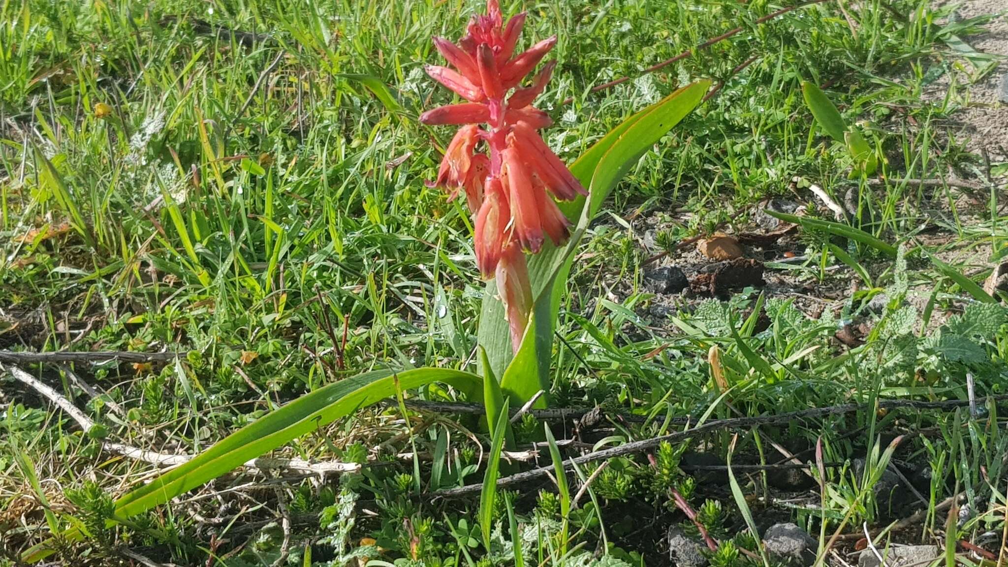 Image of Red Viooltjie