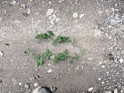 Imagem de Aconitum stoloniferum Vorosh.