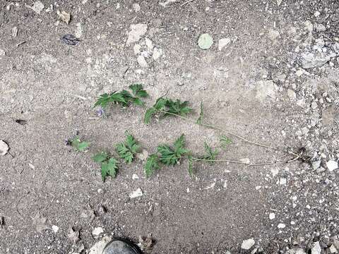 Слика од Aconitum stoloniferum Vorosh.