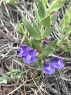 Image de Scutellaria brittonii Porter